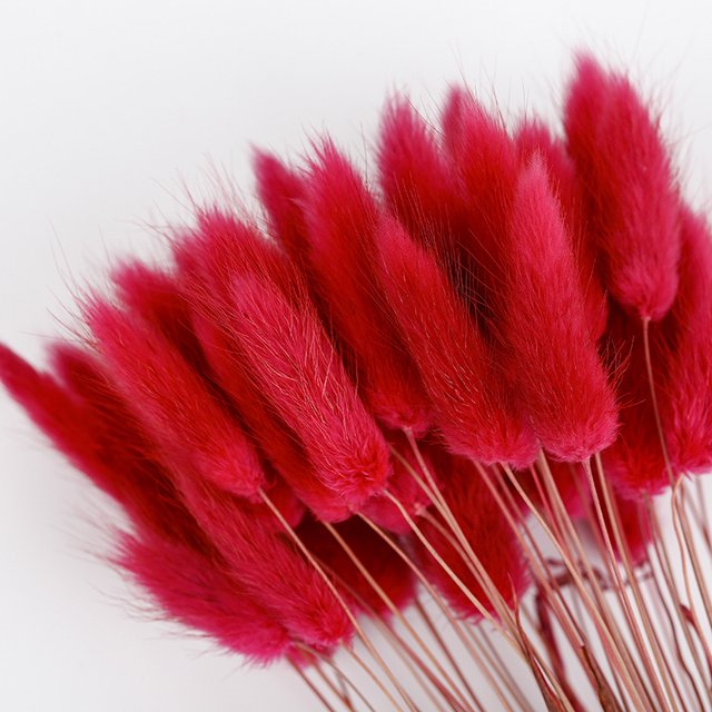 CAROOTU 50 Pcs Dried Flower Grass Decoration Photography Props for Home Store Wedding