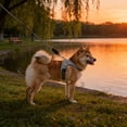 thumbnail image 1 of No Pull Pet Harness with Reflective Leash Soft Mesh Vest for Small Dogs Adjustable Easy On Off All Season Comfortable Walking Gear, 1 of 3