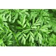thumbnail image 2 of 50 Graines de Fleur de Ruta Graveolens Parfumée à Feuillage Persistant Jaune RUE Herb of Grace Commune, 2 of 10