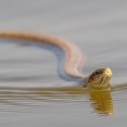 thumbnail image 4 of Penkiiy Golf Snake Prank with String and Clip ,Snake on A String Prank Props, Clip on Snake Prank for Teasing Friends, Realistic Snake Prank That Chases People, Snake Prank Never Gets Old, 4 of 8