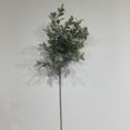 thumbnail image 1 of BASILIC, 1 of 3