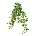 thumbnail image 2 of Vickerman 28" Varigated Green Ivy Hanging Bsh 2/Pk - FZ190228, 2 of 3