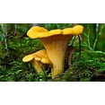 thumbnail image 1 of GSDWIUEW Chantarelle Champignon Frayer Mycelium Spores pour la Plantation, 1 of 8
