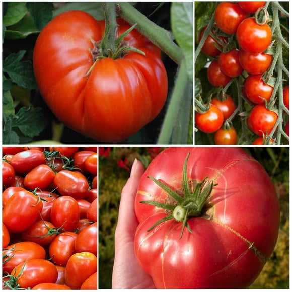 HJADGG TASTY TOMATOES by 4 Different Tomatoes Beefsteak, Cherry, Brandywine, Roma Plum Tomato Seed Kit Organic,GMO Free/