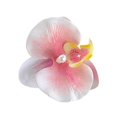 thumbnail image 1 of Épingle à Cheveux Orchidée Phalaenopsis 2025 Nouveau U3F9, 1 of 1