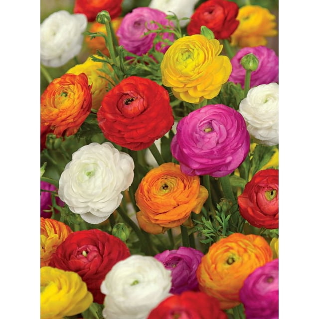 Tasc Bulbes de Fleurs - Renoncules Assorties Affichant un Gros Plan de Fleurs de Renoncules Assorties en Rouge, Jaune, Blanc, orange et Rose avec Pétales Complets Superposés et Tiges Vertes, Populaires pour Plates-Bandes, Bordures et arrangements Floraux.