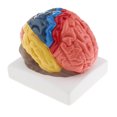 thumbnail image 4 of Realistic Human Brain Model Hand-assembly for Teaching, 4 of 7