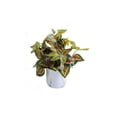 thumbnail image 2 of Lerman Decor's Artificial plant, 2 of 2