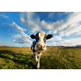 thumbnail image 4 of Rolling Meadow Grass Fed 10% Half & Half Cream, 4 of 5