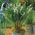 thumbnail image 4 of GSDWIUEW Lily of The Valley Bare Root Pips/Convallaria Majalis Roots (10, 20, or 30 Pcs) Fragrant Shade Perennial Flowers Easy to Plant, Returns Every Year (White,20), 4 of 4