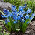 thumbnail image 1 of Bulbes à fleurs - Scilla Siberica Scille de Sibérie (30 Bulbes), 1 of 1