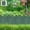 Green-GN, variant on Garden Border Fence Plastic Decorative Yard Edging for Flower Bed, Lawn, Path, Patio Protection