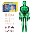 thumbnail image 1 of WHEANG Clear Human Body Structure Model Organizeh Human Body Skeleton Model Kits With Instruction 29 Piece Transparent 3D Human Body Torso Model – Removable, 1 of 9