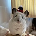 thumbnail image 1 of Adorable Hat for Small and Cats with Adjustable Strap Soft Breathable Outdoor, 1 of 4