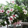 thumbnail image 4 of Neinkie Hanging Railing Planters Flower Pot Holders Plant Iron Racks Fence Metal Potted Stand Mounted Balcony Round Plant Baskets Shelf Container, 4 of 7