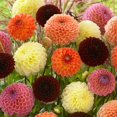 thumbnail image 1 of TASC Flower Bulbs - Dahlia Ball Assorted (4 Bulbs), 1 of 2