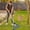 Black, variant on Dvkptbk Artificial Grass Rake Artificial Rake Rake for Leaves and Grass Rakes for Lawns Heavy Duty