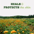 thumbnail image 2 of St Francis - Calendula Vitamin E Cream, 60 Units, 2 of 7