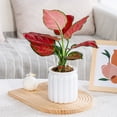 thumbnail image 1 of Transparent Water Storage Self-Watering Flower Pot for Indoor Plants, Mess-Free Cultivation Planter for Desktop or Living Room, 1 of 6