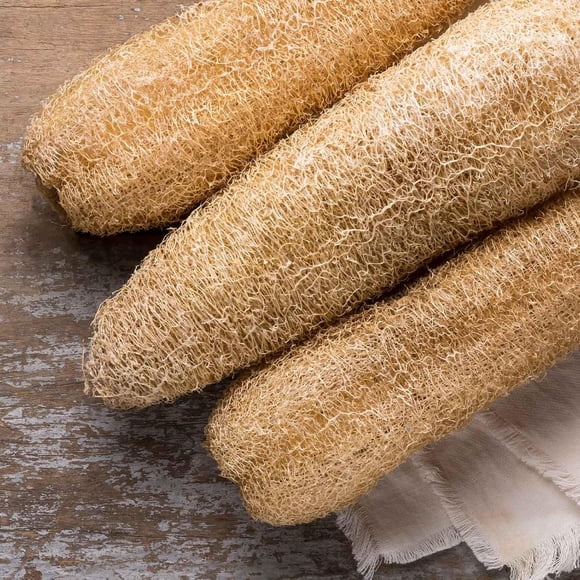 GSDWIUEW 20 Luffa Seed Loofah Seeds for Planting Asian Vegetable Edible Luffa Seeds for Sponges Long Smooth Sponge Gourd
