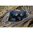 thumbnail image 1 of STATUE d'Ours Noir Cachant sous les Bûches, 1 of 4
