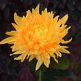 thumbnail image 1 of WSBDENLK Solar Chrysanthemum Lights Outdoor Led Garden Lights Simulation Flower Lights Plug Ground Decorative Lights,Solar Led Simulation Flower Decoration Light, 1 of 8