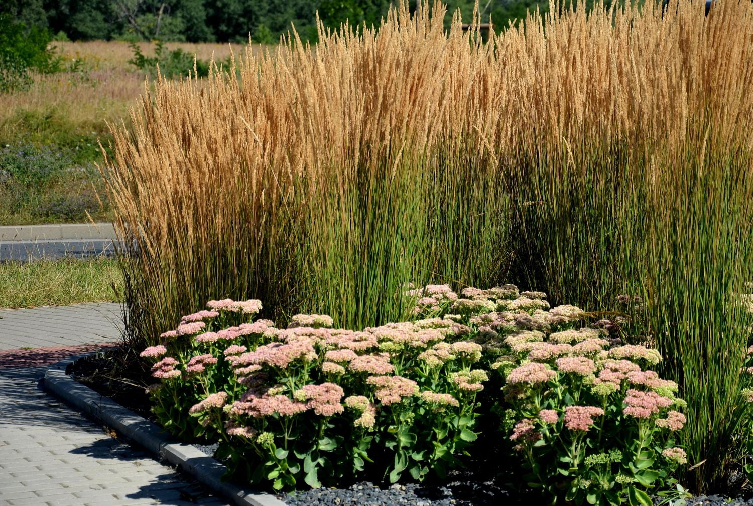Ensemble de arbuste 6 contenants de 1 gallon jardin dautomne