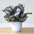 thumbnail image 2 of serony Artificial Potted Plant Leaf Simulation Leaves Home Office Desktop Greenery Decoration, Plant Type 2, 2 of 7