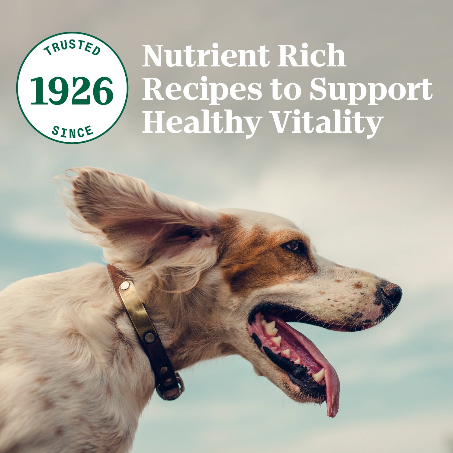 Nutro Natural Choice Petites Bouchées Recette à l'Agneau et au Riz Brun Nourriture Sèche pour Chiens Adultes 10kg