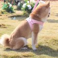 thumbnail image 5 of Harnais pour Chien Anti-Traction, Gilet Réfléchissant pour Chiens, Sangle de Poitrine, Harnais Respirant et Ajustable pour Animal de Compagnie, Chiot, Marche Extérieure, 5 of 5