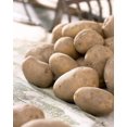 thumbnail image 1 of Innovateur de la pomme de terre (Russet), 1 of 1