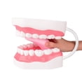 thumbnail image 4 of Mouth Model Speech Therapy with Movable Tongue, 4 of 7