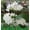 White, variant on RXIRUCGD Solar Lantern LED Decorative Outdoor Lamp Flower Lantern Solar Light