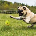 thumbnail image 2 of NERF Dog TPR Bungee Treat Ball Dog Toy 2.5in, 2 of 4