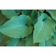 thumbnail image 1 of Poster Feuille Hosta Imprimé par Anna Miller (24 x 18) NA01AMI0372, 1 of 1