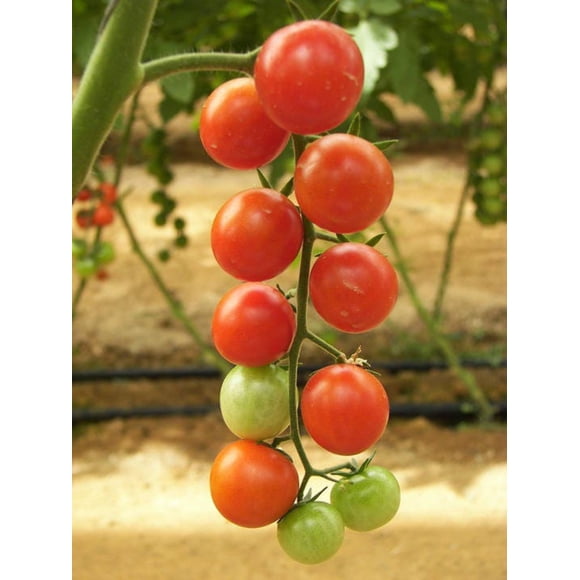 100 Red SWEETIE CHERRY TOMATO Super Sweet 1" Lycopersicon Fruit Vegetable Seeds