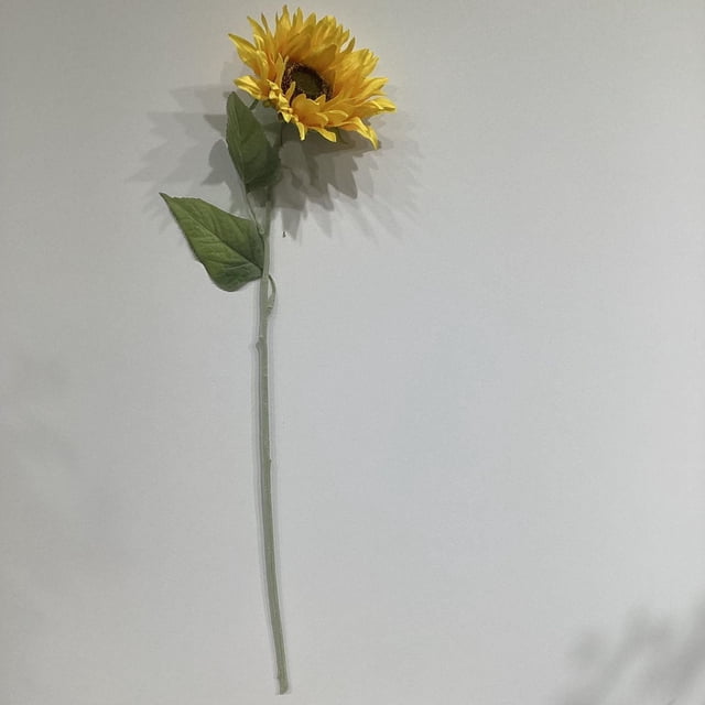 24" TOUNESOL