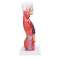 thumbnail image 4 of Sonew 28cm Science Tech Human Torso Model Educational Classroom Model, 4 of 8