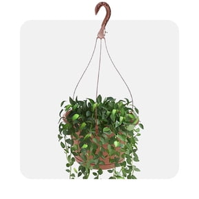 Shop hanging plant baskets
