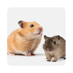 Gerbil & hamster