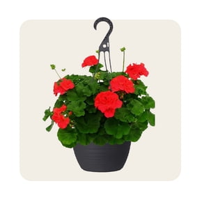 Shop hanging flower basket