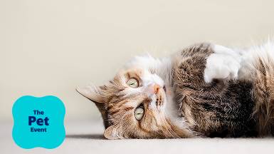 Pet picks at low prices