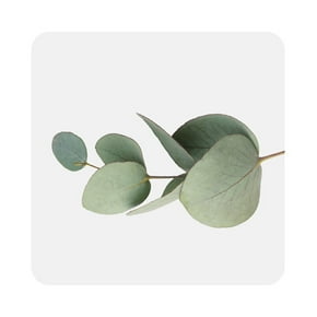 Magasinez les produits d’eucalyptus