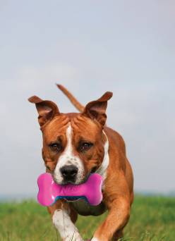 Dog toys $10 & under