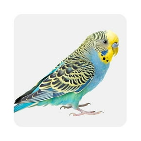 Indoor birds