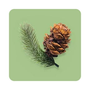 Woody & earthy