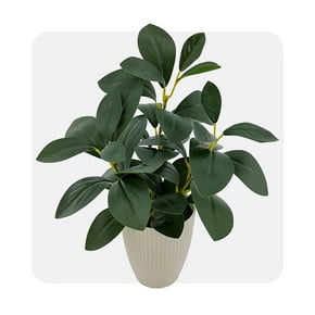 Plantes d’intérieur en pot à acheter