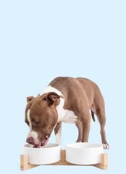 Easy dog feeding