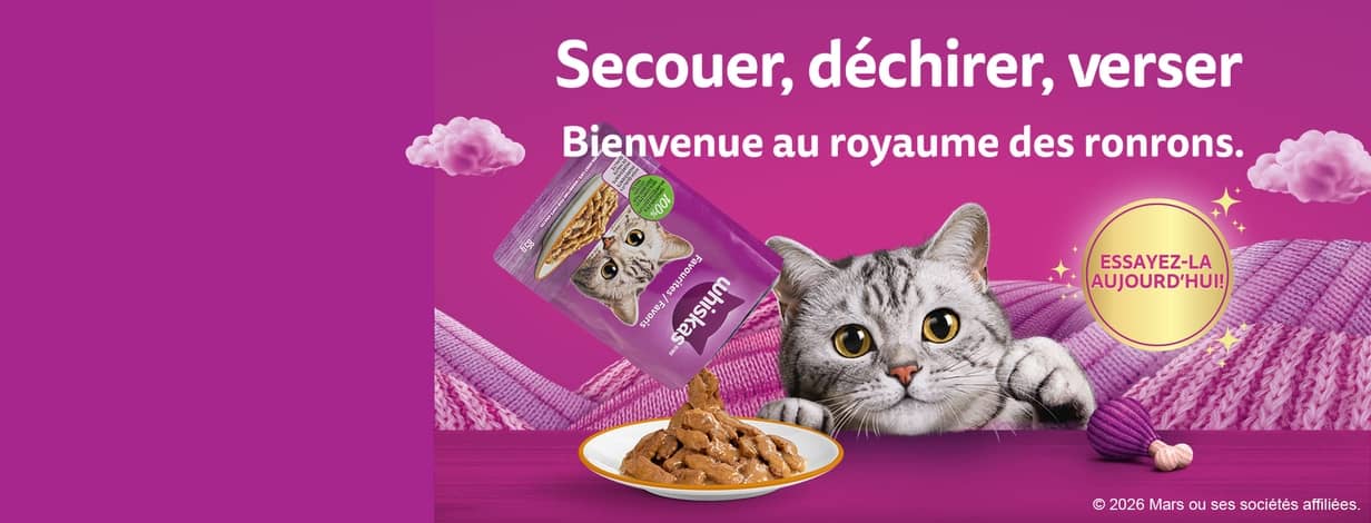 Ronrons à profusion