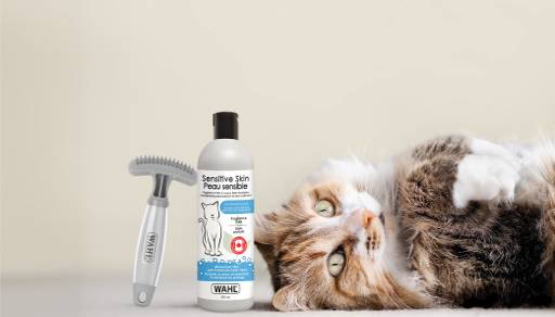 For cat spa days
